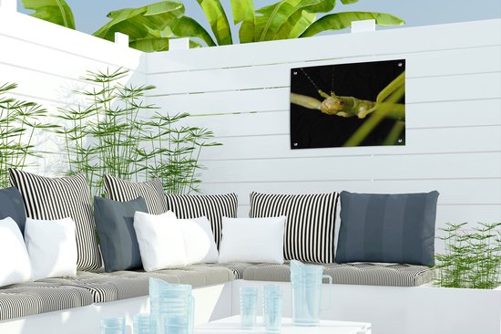 Gros plan d'un phasme affiche de jardin 40x30 cm - petit - Toile de jardin / Toile d'extérieur / Peintures d'extérieur (décoration de jardin)