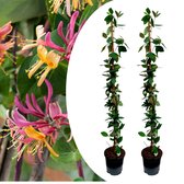 Plant in a Box - Lonicera x Heckrotti American Beauty - Set van 2 - Kamperfoelie - Klimplant - Winterhard - Pot 17cm - Hoogte 110-120cm