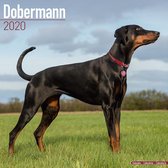 Dobermann Calendar 2020