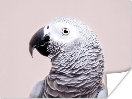 Poster Perroquet - Grijs - Animaux - Nature - 80x60 cm
