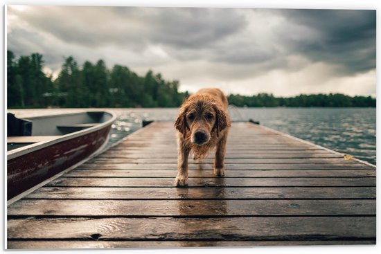 PVC Schuimplaat - Natte Golden Retriever Hond op Vlonder bij Boot aan het Water - 60x40 cm Foto op PVC Schuimplaat (Met Ophangsysteem)