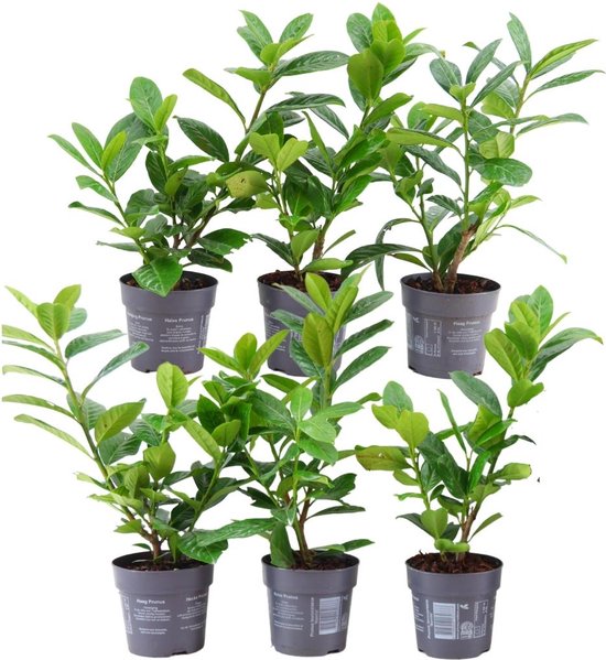 Plants by Frank | 1 strekkende meter laurierkershaag | 6x Prunus laurocerasus 'Novita' Ø12 cm - 20 cm | winterharde haagplanten | Groenblijvende haag | Tuinplanten | Planten