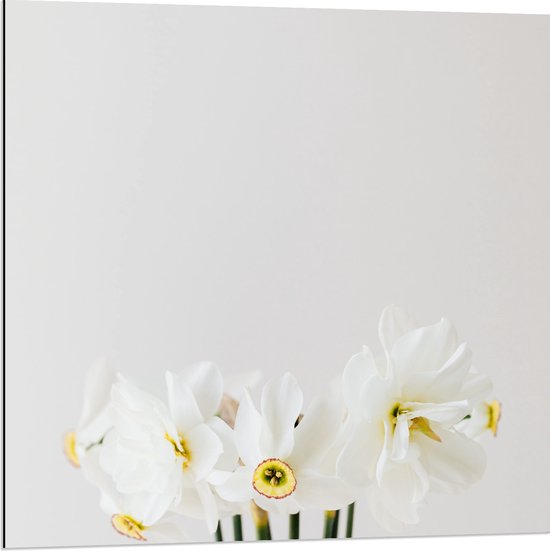 Dibond - Zevental Witte Bloemetjes tegen Witte Achtergrond - 80x80 cm Foto op Aluminium (Met Ophangsysteem)