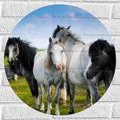 Muursticker Cirkel - Kudde Wilde Paarden in Verschillende Kleuren onder Blauwe Lucht - 50x50 cm Foto op Muursticker