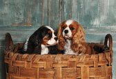 Fotobehang - Vlies Behang - Honden in de Mand - 312 x 219 cm