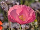 Canvas Schilderij Roze Papaver