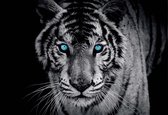 Fotobehang Tiger Animal | PANORAMIC - 250cm x 104cm | 130g/m2 Vlies