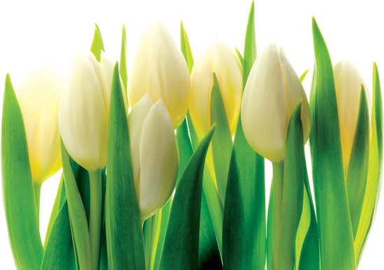 Papier peint Fleurs Tulipes Nature | XXXL - 416 cm x 254 cm | Polaire 130g / m2
