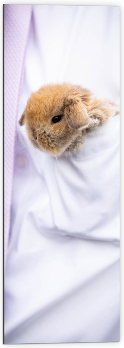Dibond - Bruine Baby Konijn in Borstzak van Zakenman - 40x120 cm Foto op Aluminium (Met Ophangsysteem)