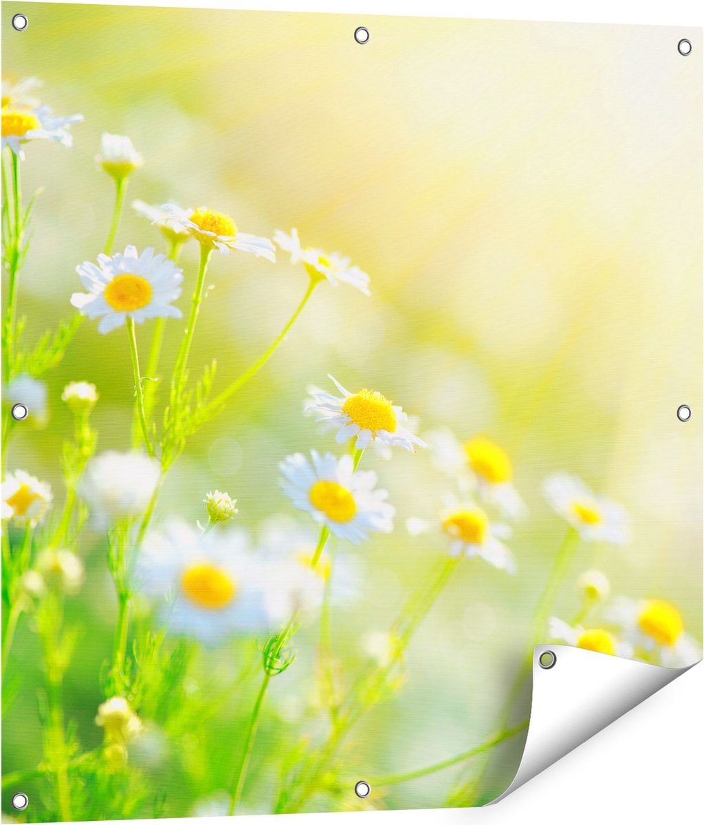 Gards Tuinposter Witte Kamille Bloemen met Zonneschijn - 80x80 cm - Tuindoek - Tuindecoratie - Wanddecoratie buiten - Tuinschilderij Multikleur