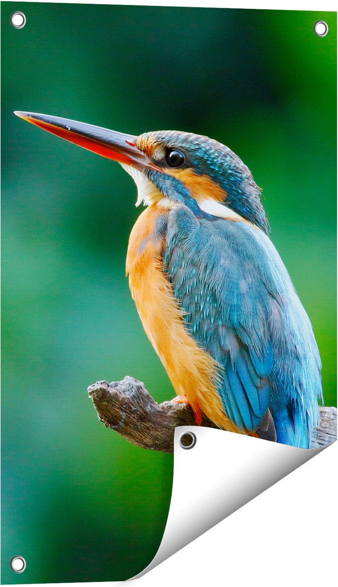 Gards Tuinposter Blauw Oranje IJsvogel op een Tak - 40x60 cm - Tuindoek - Tuindecoratie - Wanddecoratie buiten - Tuinschilderij Multikleur