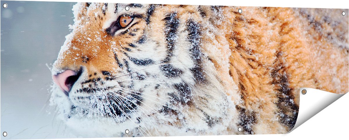 Gards Tuinposter Tijger tijdens de Sneeuw - 150x50 cm - Tuindoek - Tuindecoratie - Wanddecoratie buiten - Tuinschilderij Multikleur