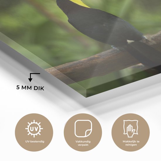 MuchoWow® Peinture sur verre 80x60 cm - Peinture sur verre acrylique - Dos d'un toucan sur une branche - Photo sur verre - Peintures