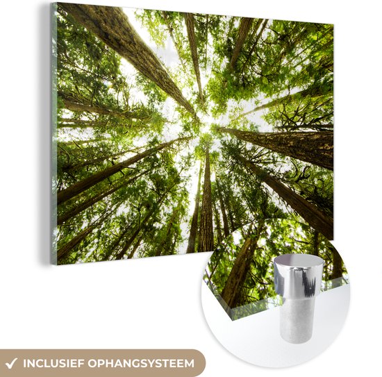 MuchoWow® Glasschilderij 150x100 cm - Schilderij acrylglas - Hoge groene bomen in jungle - Foto op glas - Schilderijen