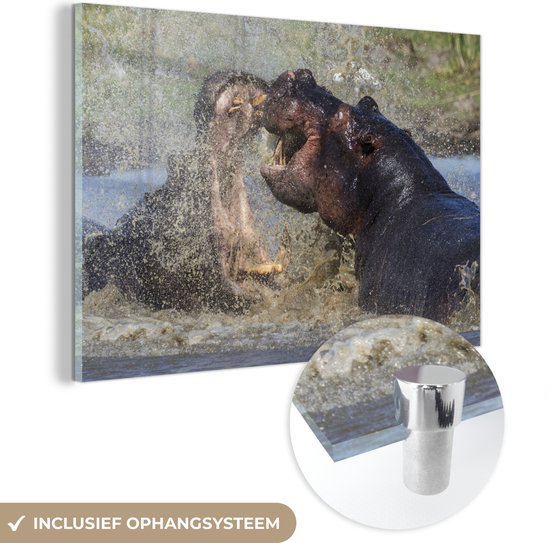 MuchoWow® Glasschilderij 180x120 cm - Schilderij acrylglas - Nijlpaard in woest gevecht - Foto op glas - Schilderijen