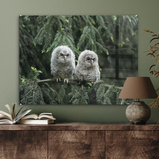 Deux poussins hiboux en Glas 90x60 cm - Tirage photo sur Glas (décoration murale en plexiglas)