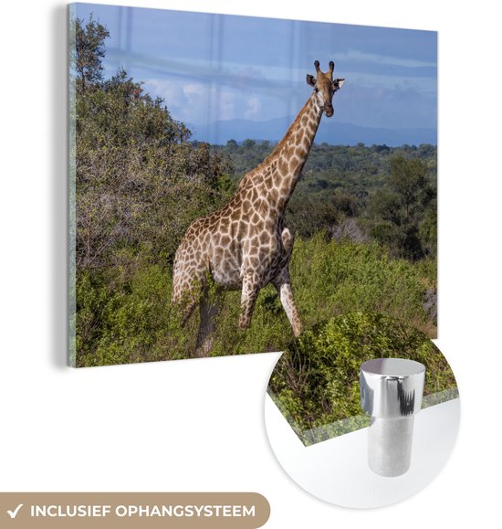 Glasschilderij - Giraf - Planten - Boom - Plexiglas Schilderijen
