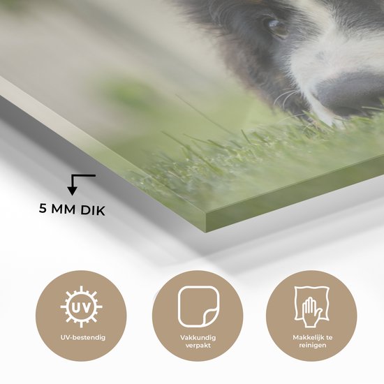 Berner couché sur la pelouse verte Plexiglas 180x120 cm - Tirage photo sur Glas (décoration murale plexiglas) XXL / Groot format!