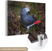 MuchoWow® Glasschilderij 60x40 cm - Schilderij acrylglas - Grijze roodstaart als papegaaiachtige tussen de dennenappels - Foto op glas - Schilderijen