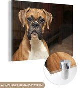 Boxer regarde directement dans l'appareil photo Plexiglass 80x60 cm - Tirage photo sur Glas (décoration murale en plexiglas)