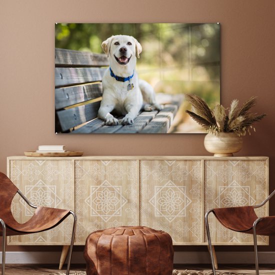 Labrador Retriever sur un banc Verre 120x80 cm - Tirage photo sur verre (Décoration murale en plexiglas)