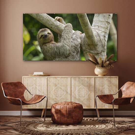 MuchoWow® Peinture sur verre - Un paresseux accroché à une branche - 160x80 cm - Peintures sur verre acrylique - Photo sur Glas