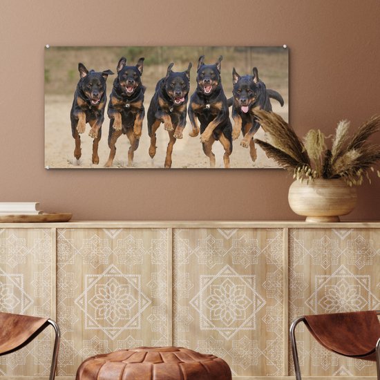 Peinture sur Verre - Rottweilers courant dans une rangée - 80x40 cm - Peintures sur Verre Peintures - Photo sur Glas