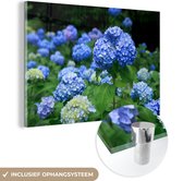 MuchoWow® Glasschilderij 60x40 cm - Schilderij acrylglas - Blauwe hortensia bloemen - Foto op glas - Schilderijen