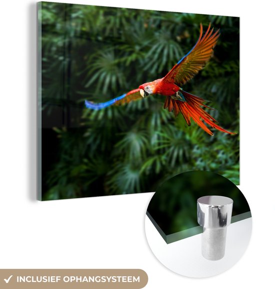MuchoWow® Glasschilderij 40x30 cm - Schilderij acrylglas - Kleurrijke papegaai is aan het vliegen - Foto op glas - Schilderijen