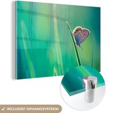 MuchoWow® Glasschilderij 30x20 cm - Schilderij acrylglas - Vlinder - Gras - Licht - Foto op glas - Schilderijen