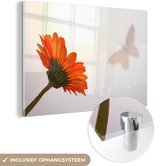 MuchoWow® Glasschilderij 30x20 cm - Schilderij acrylglas - Geberabloem met de schaduw van een vlinder - Foto op glas - Schilderijen