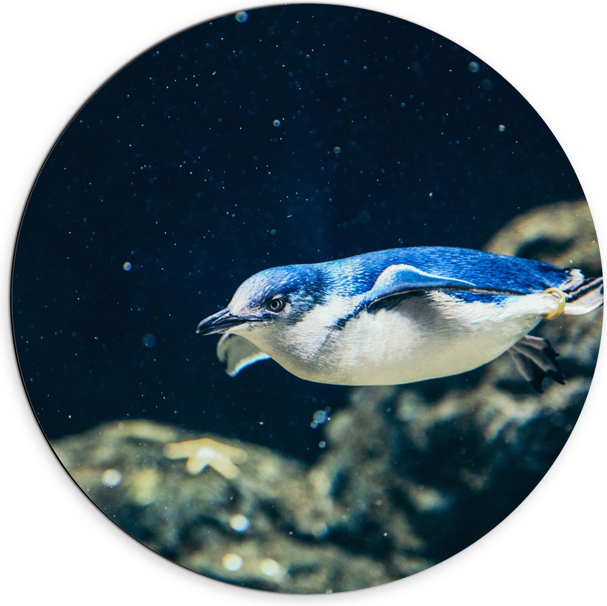 Dibond Muurcirkel - Zwemmende Blauwe Pingïun door Aquarium - 70x70 cm Foto op Aluminium Muurcirkel (met ophangsysteem)
