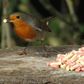 Aniculis - Traktatie-Mix met insecten & bessen voor tuinvogels (5 kg) - Vetkorrels, boordevol met essentiële voedingsstoffen en eiwitten - Belangrijke voedingsbron voor tuinvogels