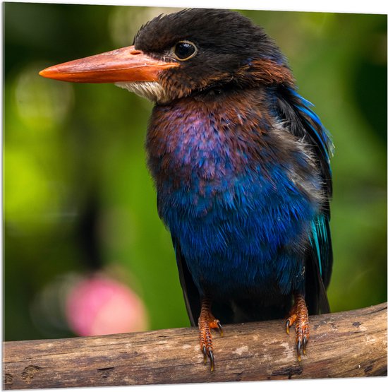 Acrylglas - IJsvogel met Blauwe en Paarse Borst Zittend op Boomstam - 100x100 cm Foto op Acrylglas (Met Ophangsysteem)