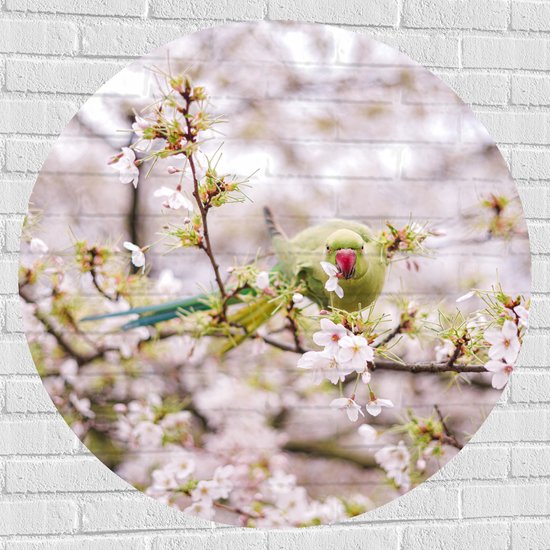 Muursticker Cirkel - Groene Vogel tussen de Roze Bloesem - 100x100 cm Foto op Muursticker