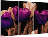 GroepArt - Schilderij -  Tulp - Paars, Bruin, Zwart - 120x80cm 3Luik - 6000+ Schilderijen 0p Canvas Art Collectie