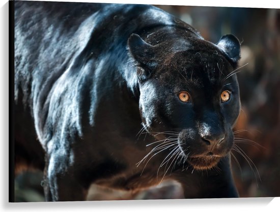 Canvas - Gespierde Zwarte Jaguar met Gespreide Ogen - 100x75 cm Foto op Canvas Schilderij (Wanddecoratie op Canvas)