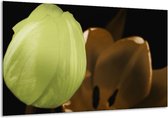 Glasschilderij Tulp - Groen, Bruin, Zwart - 120x70cm 1Luik - Foto Op Glas - Geen Acrylglas Schilderij - GroepArt 6000+ Glasschilderijen Art Collectie - Wanddecoratie - Woonkamer - Slaapkamer