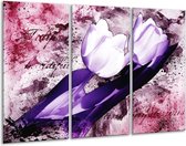 Glasschilderij Tulpen - Paars, Wit - 120x80cm 3Luik - Foto Op Glas - Geen Acrylglas Schilderij - GroepArt 6000+ Glas Art Collectie - Maatwerk Mogelijk