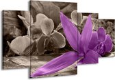 GroepArt - Schilderij -  Orchidee - Grijs, Paars - 160x90cm 4Luik - Schilderij Op Canvas - Foto Op Canvas