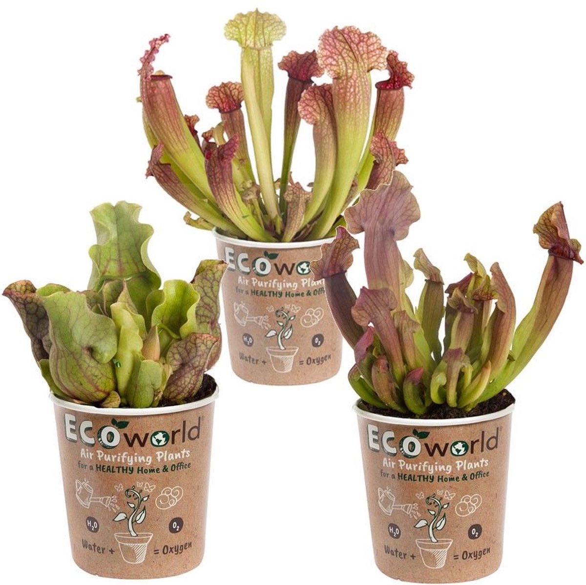 Plantes d'intérieur en pot - Ecoworld Set de plantes d'intérieur Anthracite  - 4 pièces 