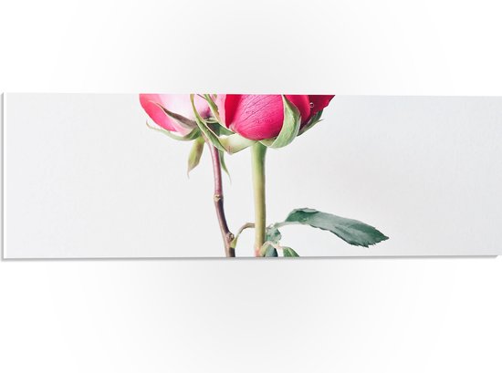 PVC Schuimplaat - Roze Roos met Grijze Achtergrond - 60x20 cm Foto op PVC Schuimplaat (Met Ophangsysteem)