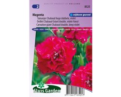 Sluis Garden - Tuinanjer, Anjer Chabaud Magenta (Dianthus)