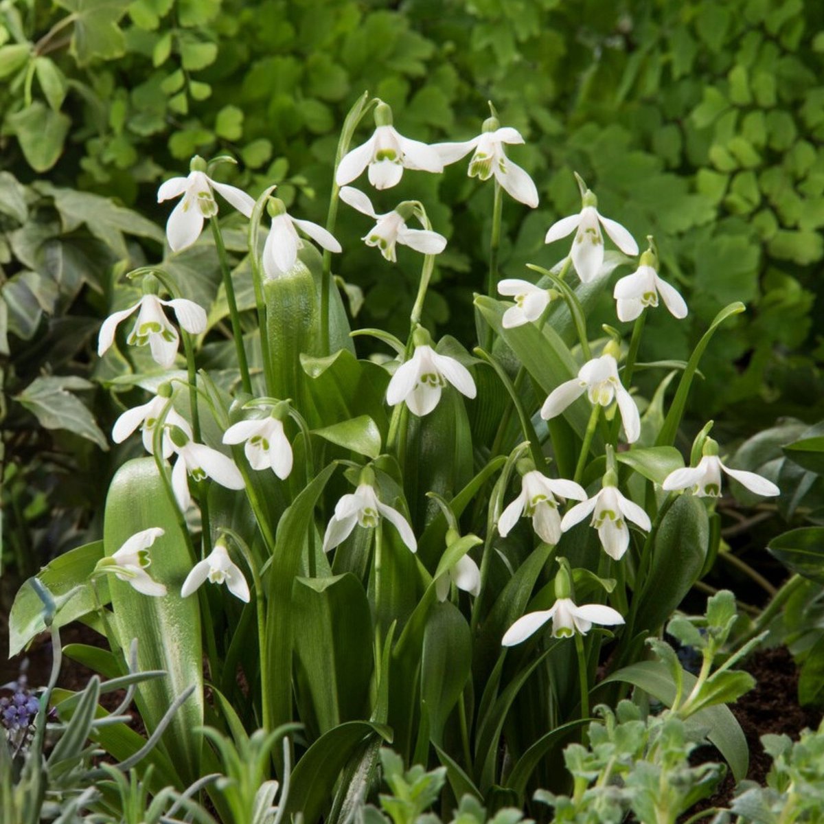 Sneeuwklokje (Galanthus) - s Elwesii - Bijen-Vlinders - Voorjaarsbollen - bloeit in Januari / Februari / Maart