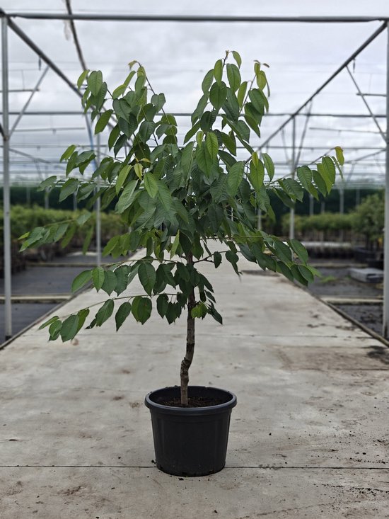 Kersenboom 'Kordia' met groene bladeren, een dunne stam en een zwarte pot, in een kas.