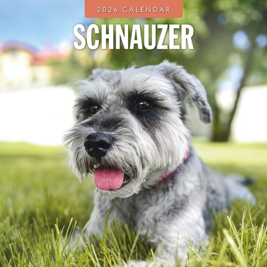 Calendrier Schnauzer 2026