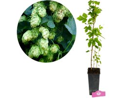 Humulus lupulus 'Nordbrau', Hopplant, Hoogte 45-50cm, 2 liter pot.