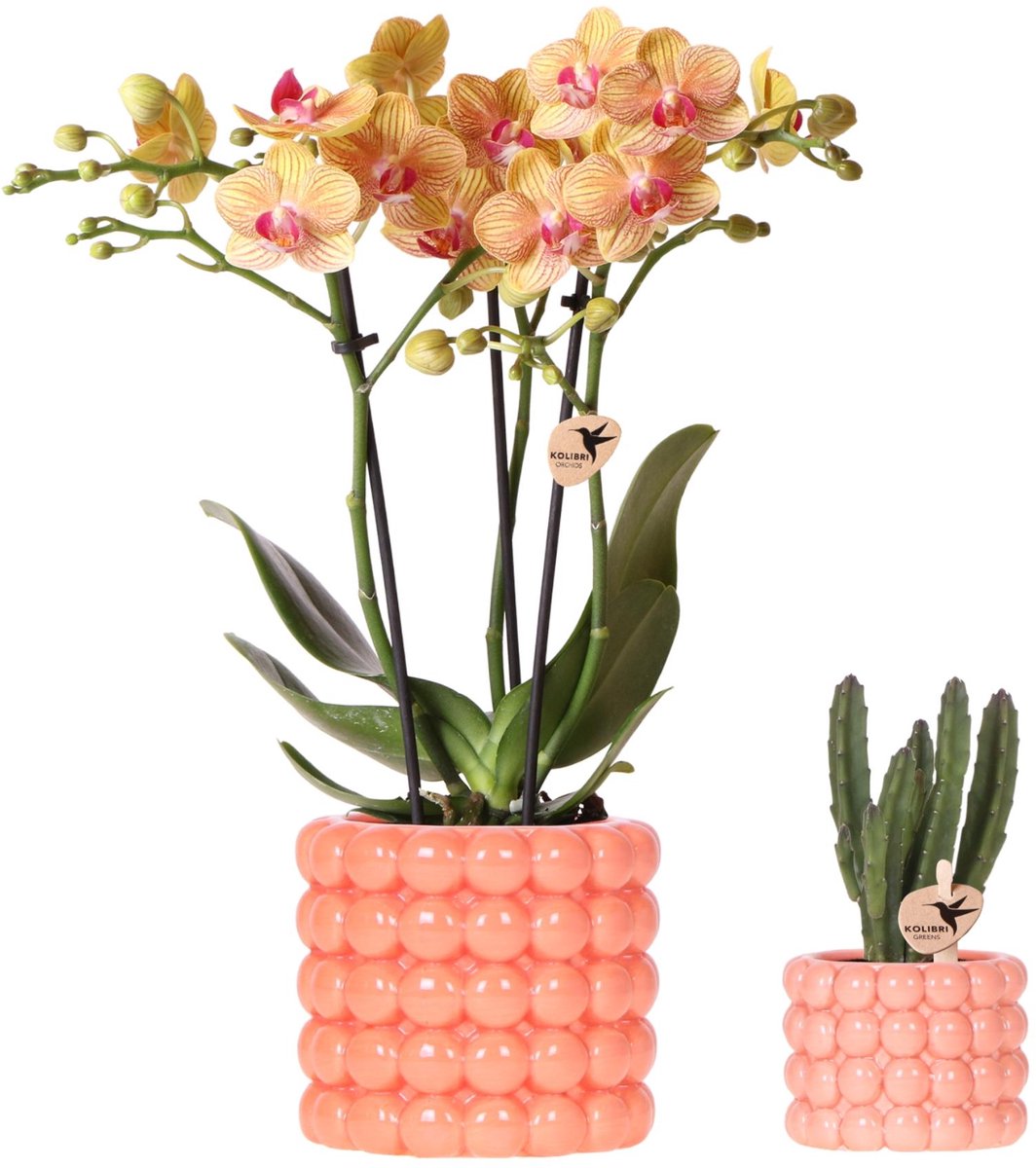 Kolibri Company | Plantenset Poppy oranje | Oranje orchidee Jamaica en Succulent incl. keramieken sierpotten