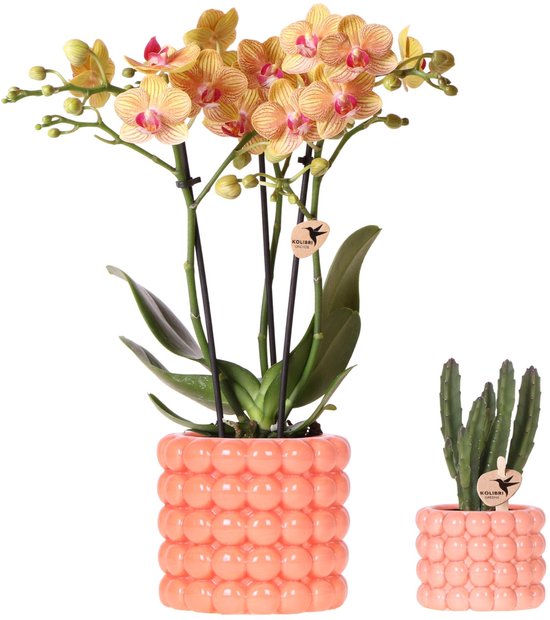 Kolibri Company | Plantenset Poppy oranje | Oranje orchidee Jamaica en Succulent incl. keramieken sierpotten