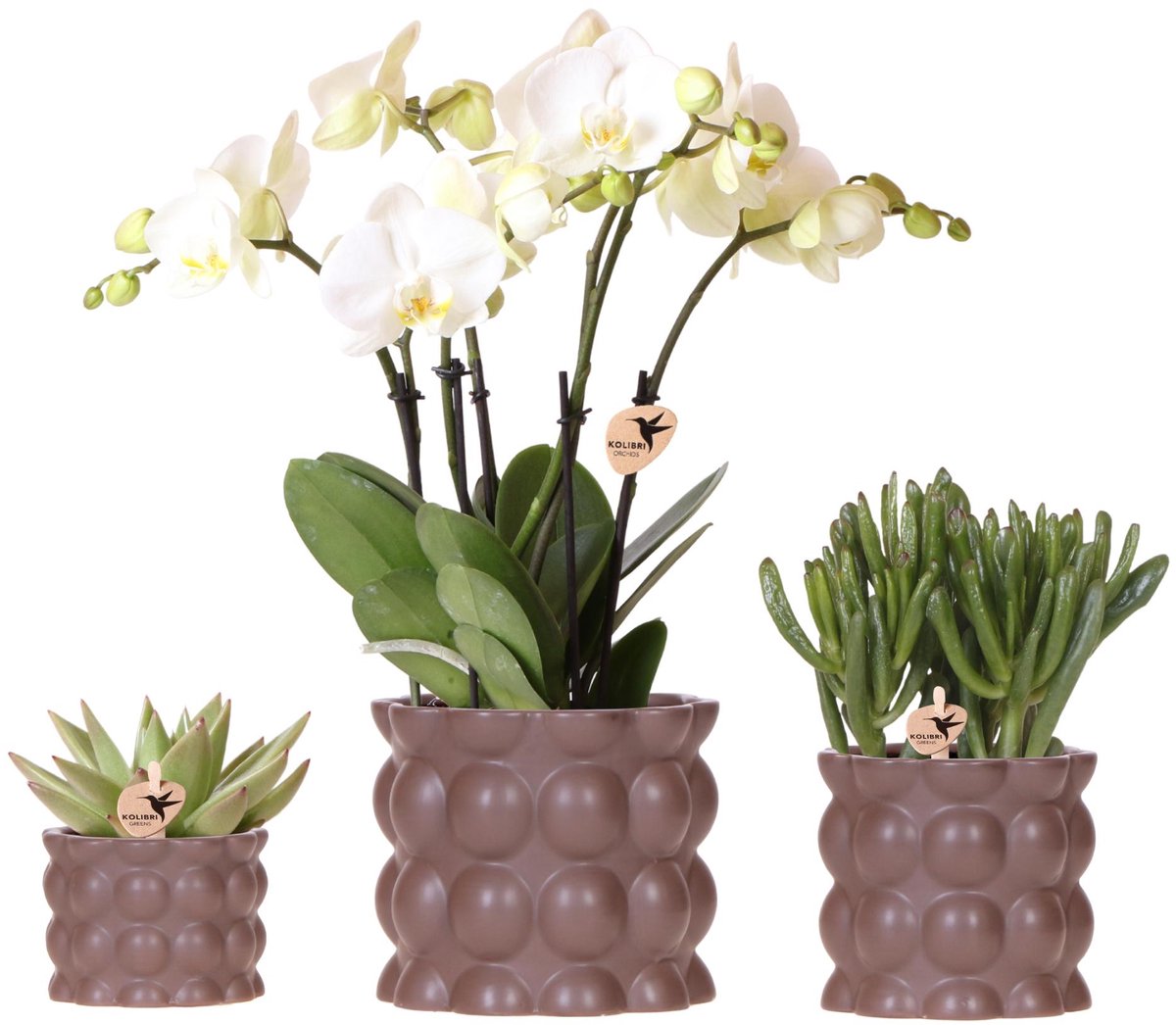 Kolibri Orchids | Plantenset Cotton bruin | Groene planten met witte Phalaenopsis orchidee Ghent in keramieken sierpotten
